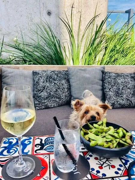 dog friendly rooftop lounge in miami