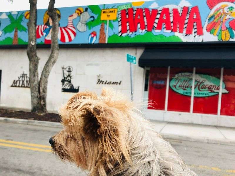 yorkie dog at little havana, miami