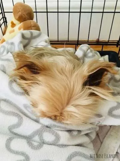 Yorkie dog in crate