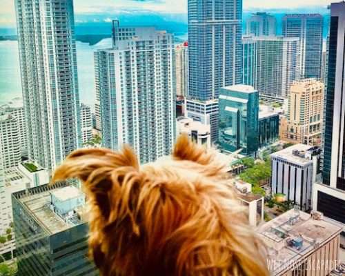 dog in downtown miami, rooftop bar