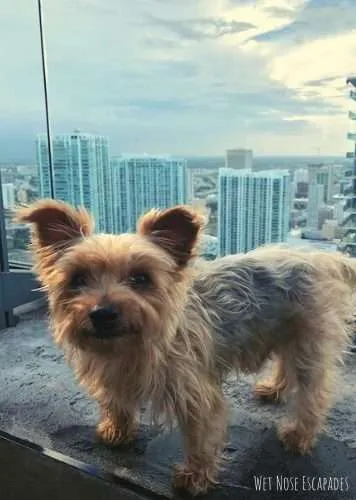 things to do with your dog in miami, dog at sugar rooftop bar in miami