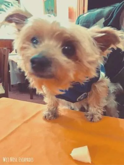 dog at dog friendly restaurant in Madrid Spain