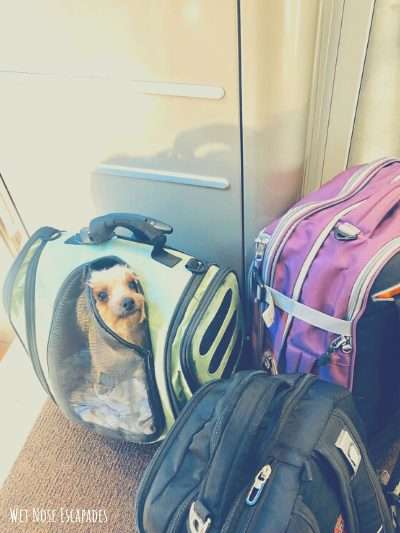 Traveling Yorkie Dog in Spain