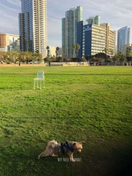 yorkie at dog friendly waterfront park in san diego