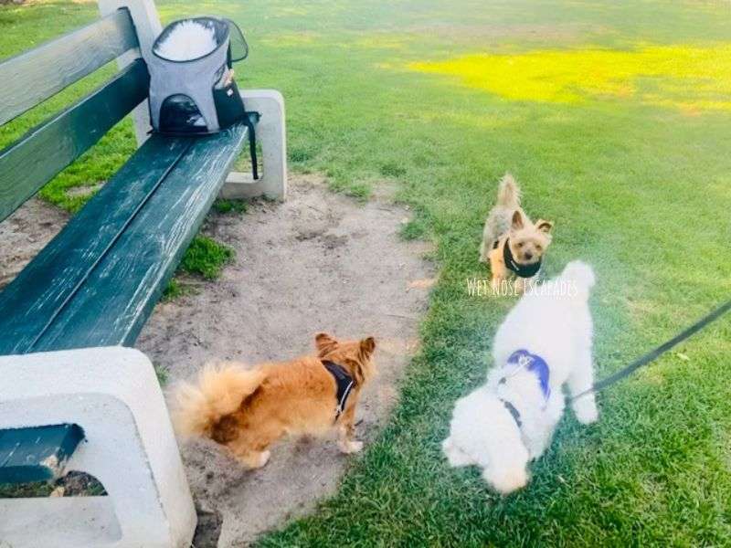 off leash parks in San Diego