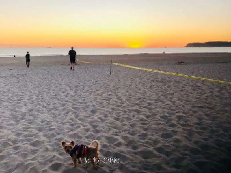 yorkie dog watching the sunset in Coronado