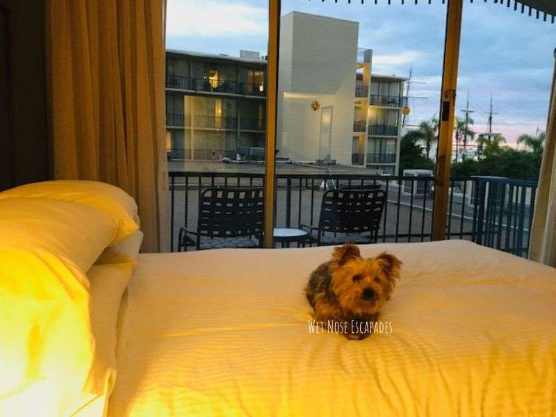 dog friendly hotels San Diego