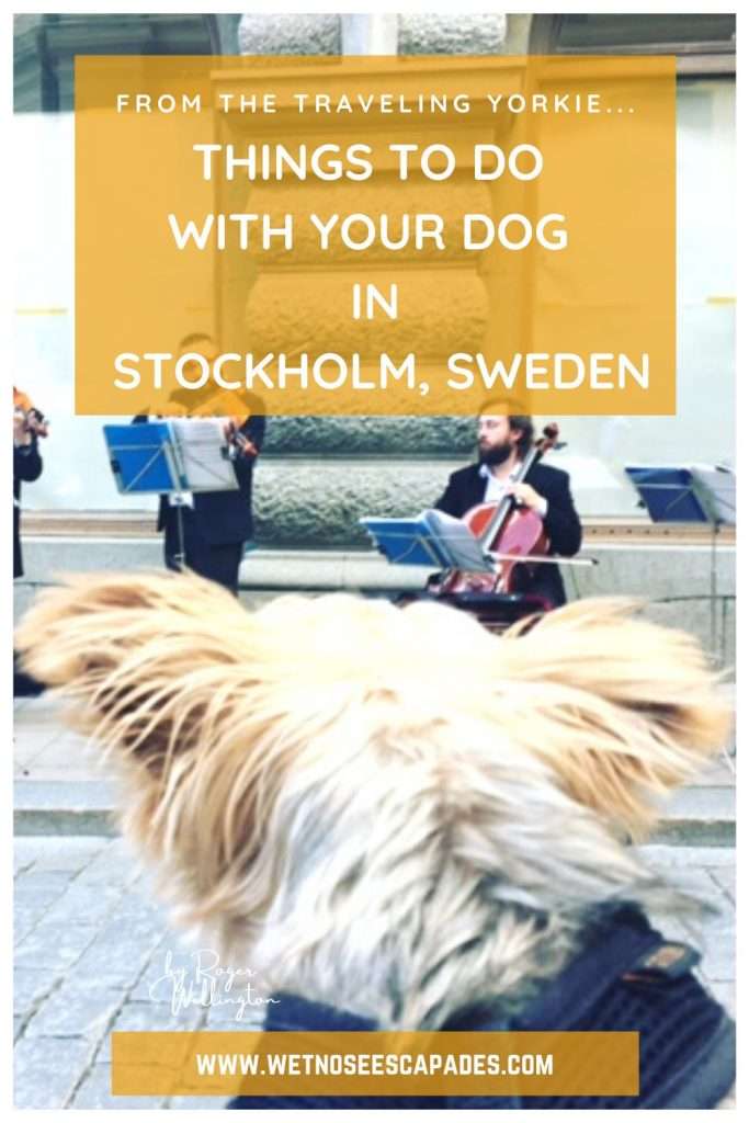 Things to do with Your Dog in Stockholm, Sweden