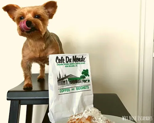 12+1 BEST Dog-Friendly Restaurants in New Orleans, LA (2024) - Wet Nose ...