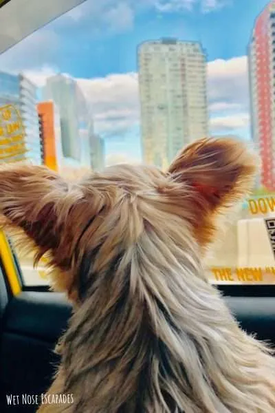 dog-friendly cabs vancouver_Places to Take Your Dog in Vancouver, B.C.