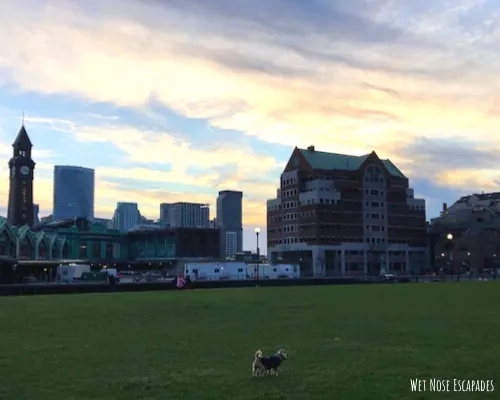 things to do with your dog in hoboken, new jersey
