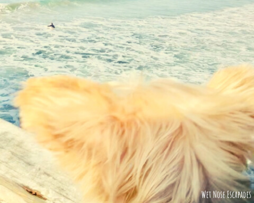 dog-friendly pacific beach in san diego