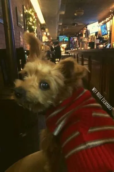 dog-friendly bars in hoboken, new jersey