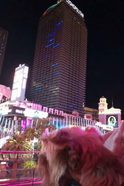 Is the Cosmopolitan Las Vegas dog-friendly?