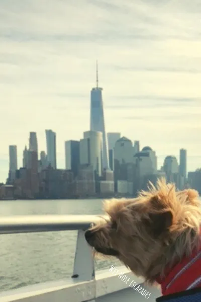 dog on ferry to hoboken, new jersey from new york city