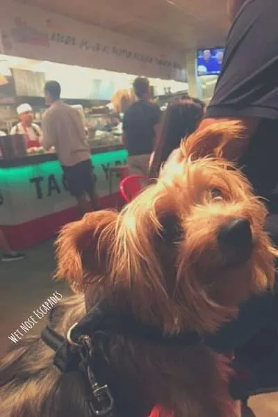 dog friendly restaurants san diego