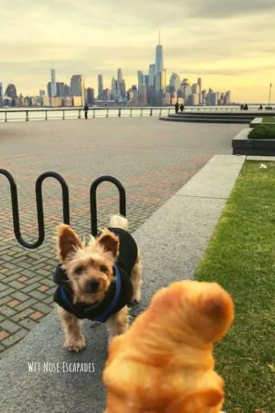 dog-friendly places to take your dog in hoboken, new jersey
