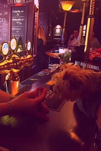 dog-friendly bars stockholm, sweden