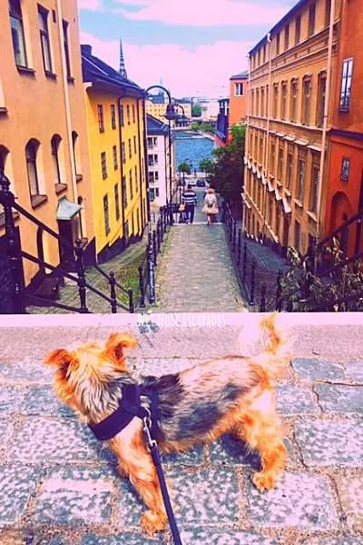 dog-friendly stockholm