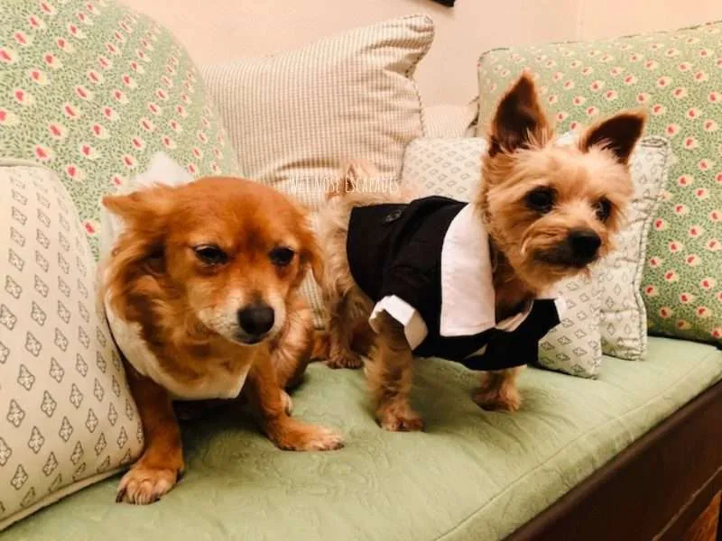 dogs in wedding: yorkie and papshund