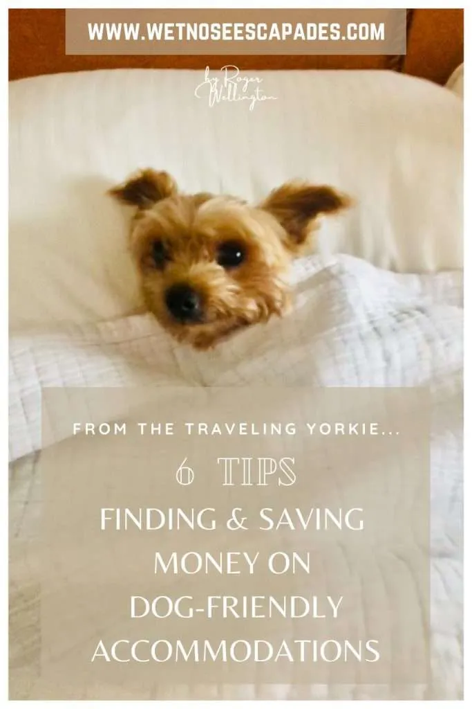 6 Tips on Finding and Saving Money on Dog-Friendly Accommodations