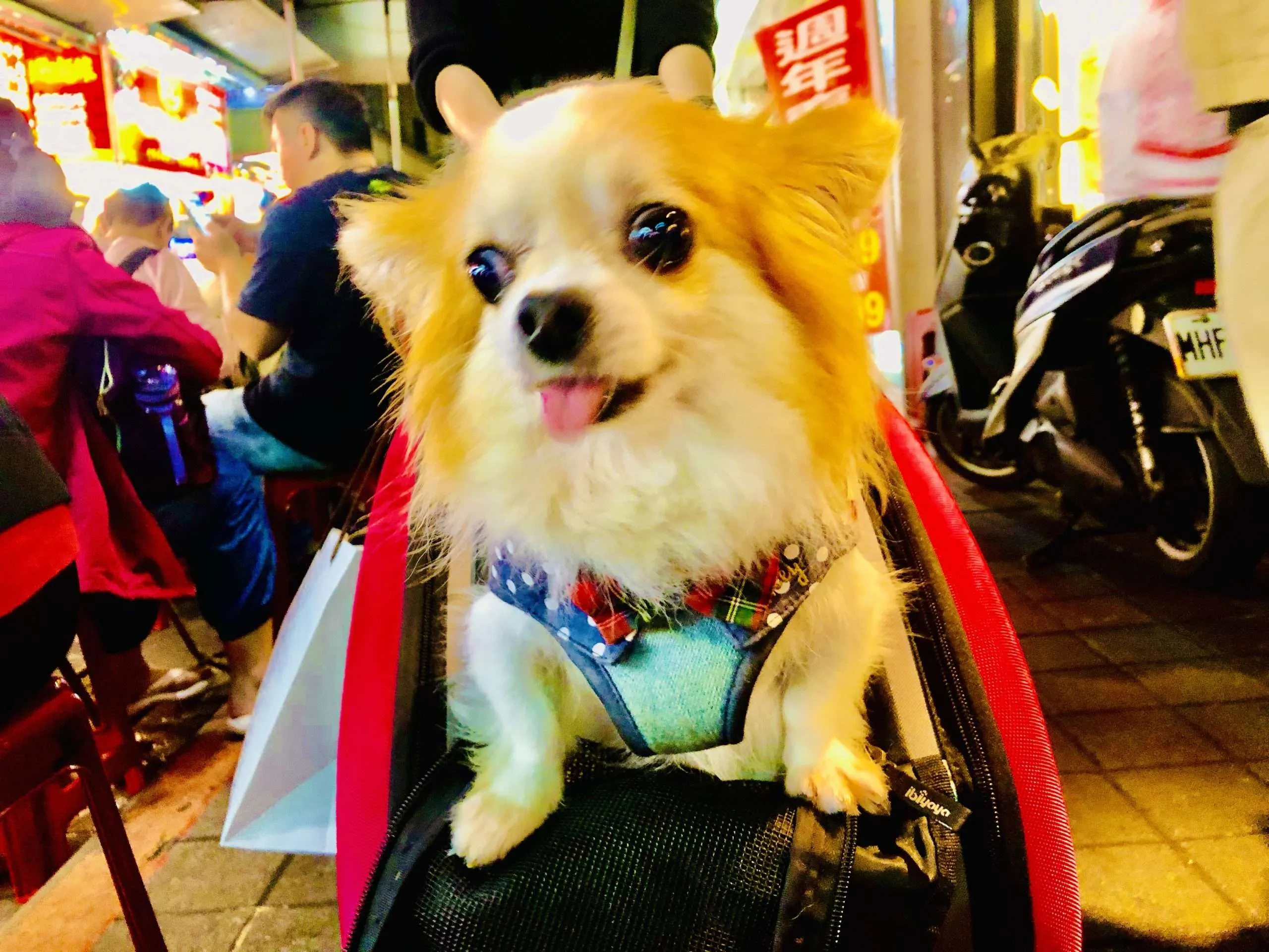 Dogs of Taipei, Taiwan: Part 2