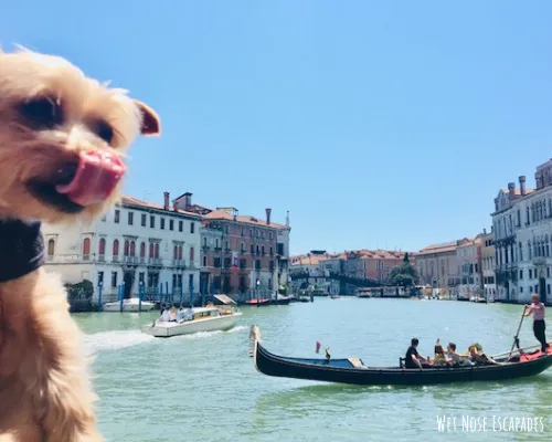 Is Venice, Italy Dog-Friendly? A Guide to Traveling in Venice with a Dog