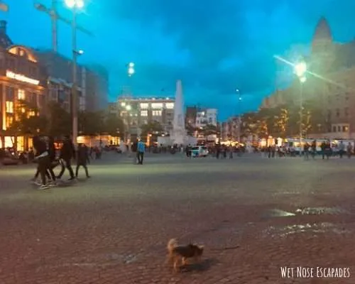 dog friendly Dam Square Amsterdam