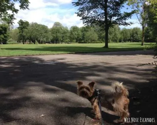 dog friendly parks amsterdam