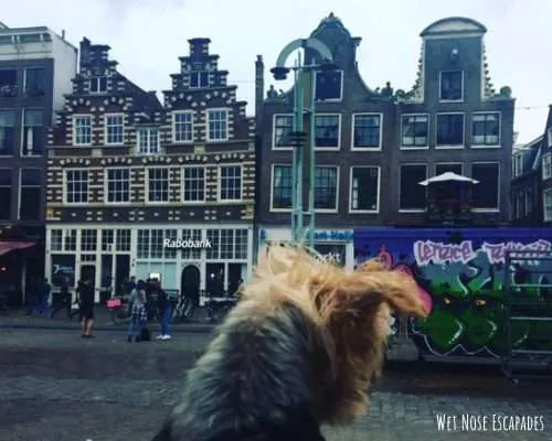 dog friendly amsterdam