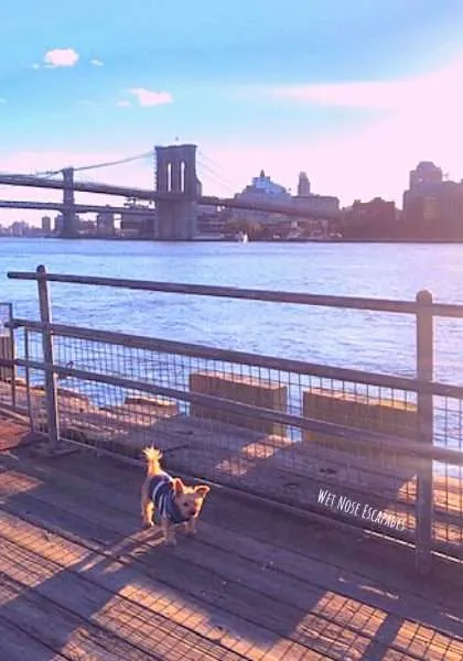 Dog at Brooklyn Bridge, Lower Manhattan