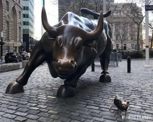 dog with charging bull of wall street, financial district nyc