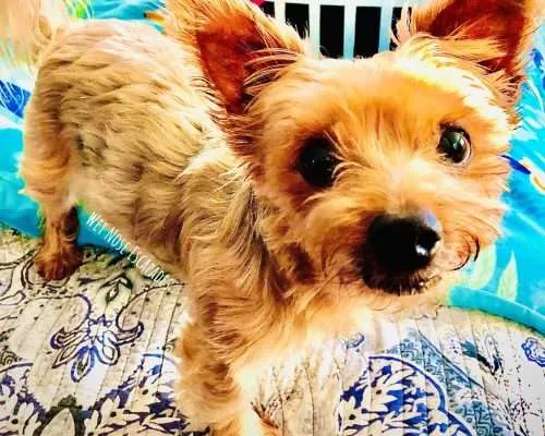 How Long Can Yorkies Hold Their Pee?