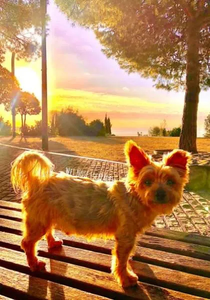 Sunrise yorkie hot sale puppies home