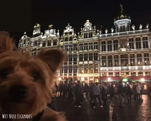 Taking Your Dog to Brussels, Belgium