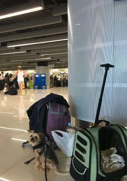 Flying to Belgium from United States with a Dog