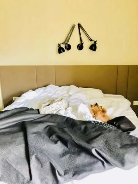 Traveling Yorkie sleeping at a dog-friendly hotel