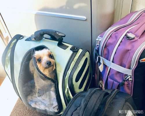 Small Dog or Yorkie Travel Bag