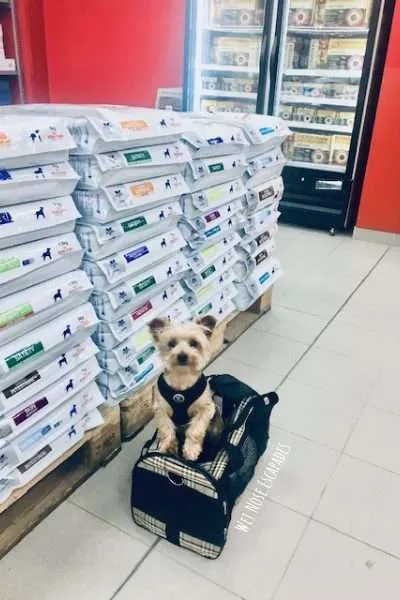 Choosing the BEST Small Dog or Yorkie Travel Bag
