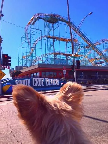 Is Santa Cruz Beach Boardwalk dog-friendly?