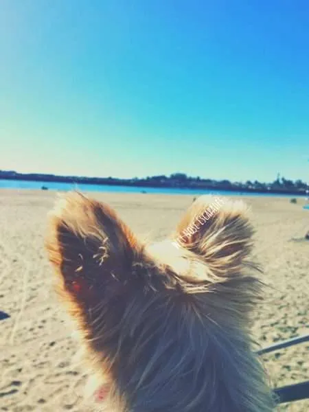 dog friendly beaches in Santa Cruz, California