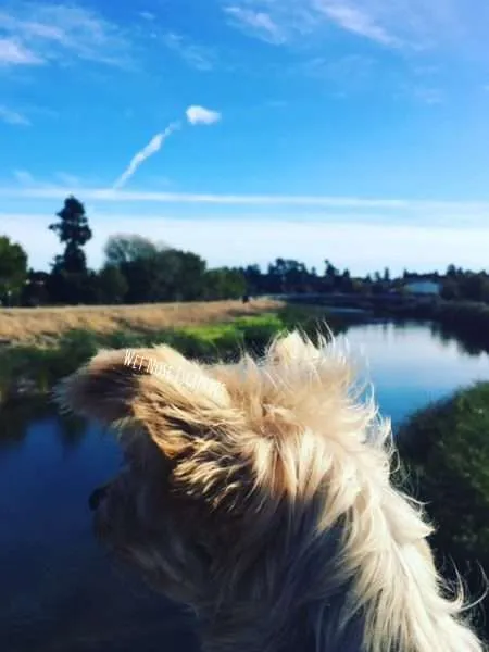 dog friendly parks in santa cruz, california