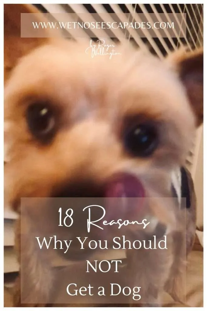 18 Reasons Why You Should NOT Get a Dog