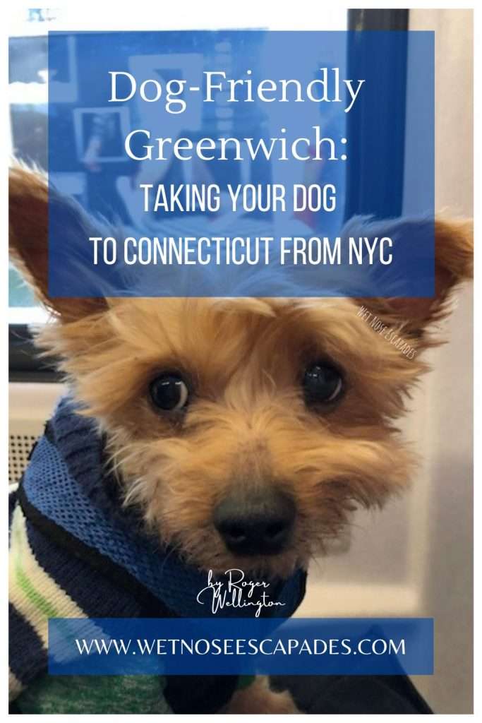 Dog-Friendly Greenwich, CT: Taking Your Dog to Connecticut from NYC