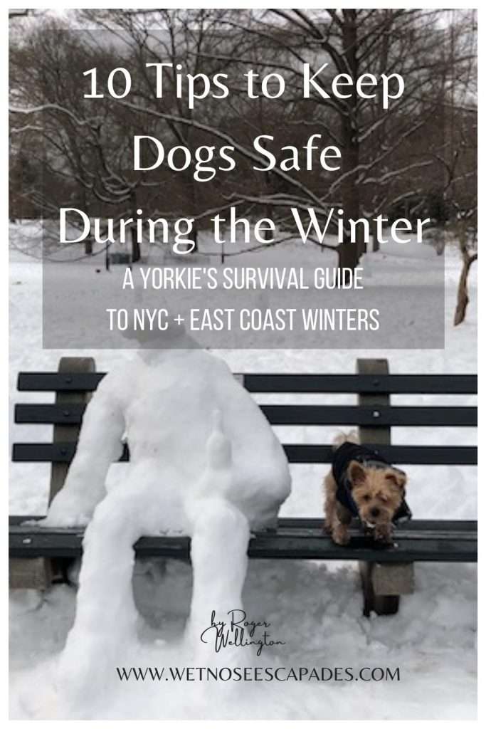 Yorkie dog surviving snow storms in nyc and east coast