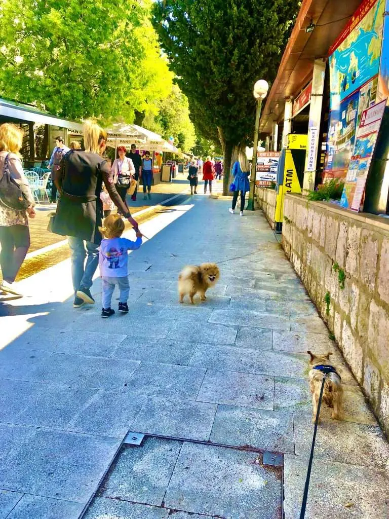 10 things to do with your dog in Dubrovnik, Croatia