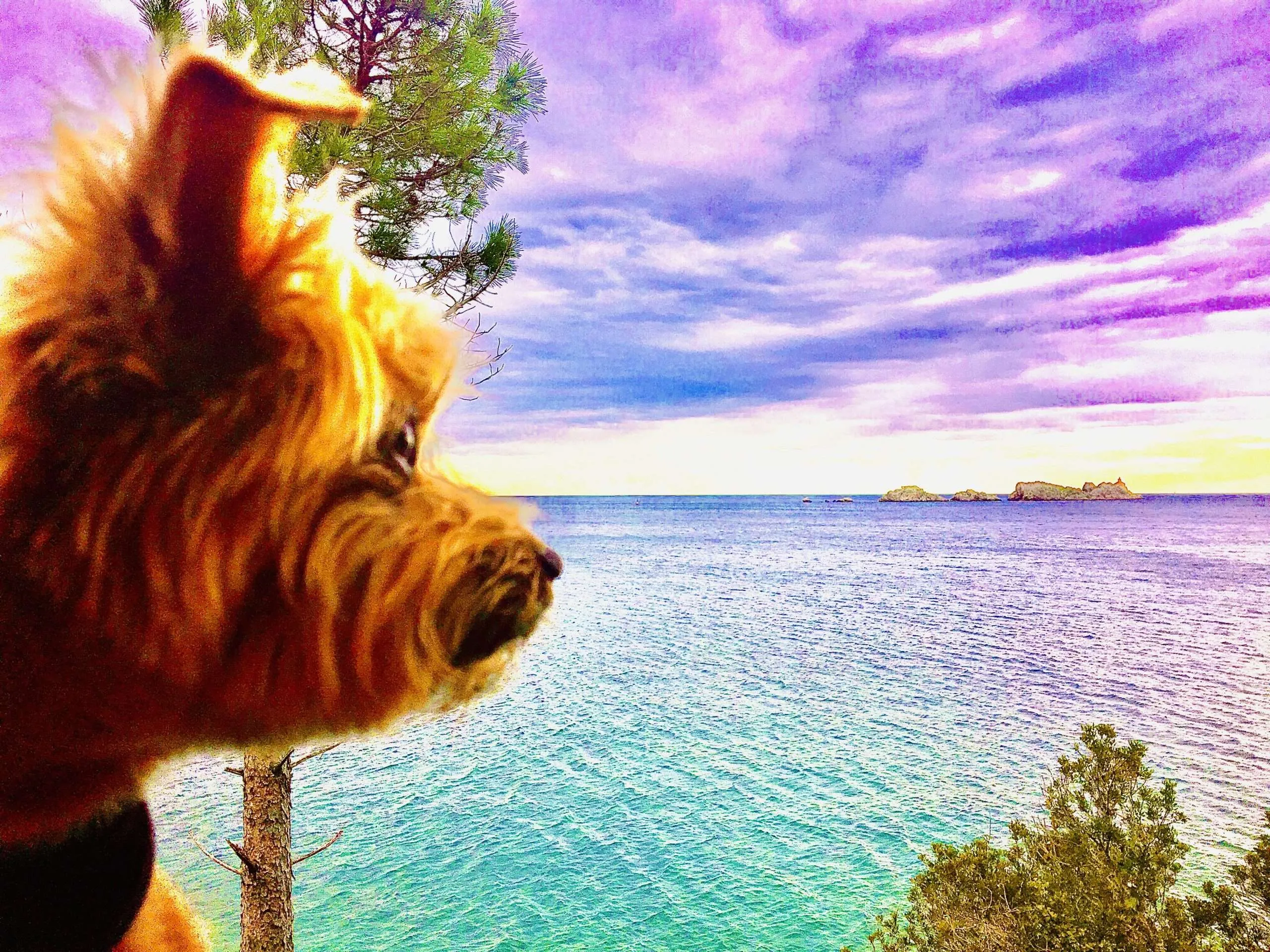 Dog Travel to Dubrovnik, Croatia: Roger Wellington conquers the Pearl of the Adriatic