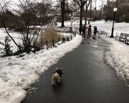 Yorkie Dog at Central Park, NYC during the Winter