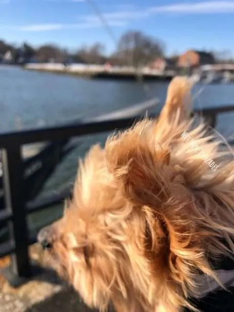 Yorkie Dog at Greenwich Harbor in Greenwich, Connecticut