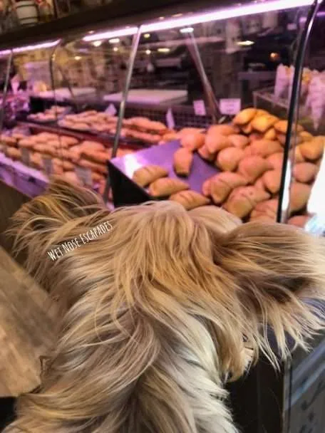 Yorkie Dog getting empanadas in Madrid, Spain
